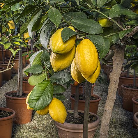 Cedro di Diamante .